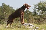 DOBERMANN 208